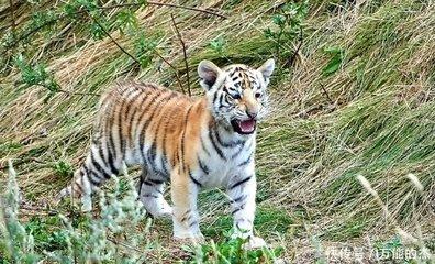 2026年是什么命2026年生肖事业运分析 2026年是什么命2026年生肖事业运分析