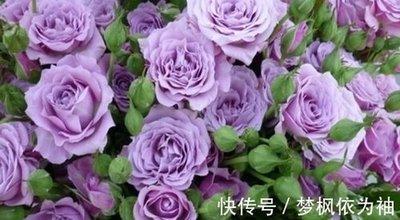 2025年是什么生肖年 19年出生的属猪人命好吗