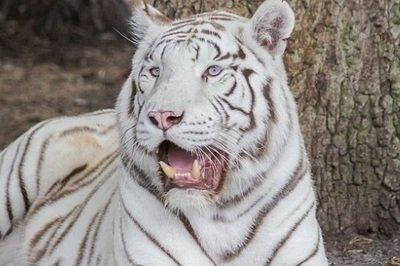 2025年是什么虎 10年出生的属虎人命运如何