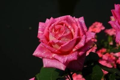 什么生肖一辈子不缺钱 最不缺钱花的是哪些生肖