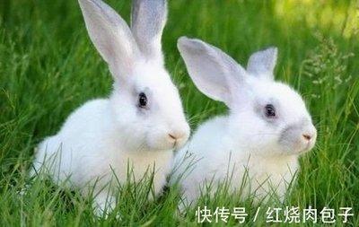 什么生肖不相信爱情 其实就会怕受伤