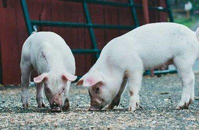 1959年属相 1959年属什么生肖