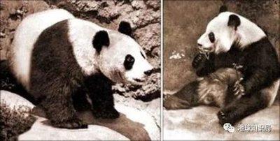 1959年是什么年,1959年是什么生肖年