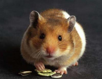 1960年属鼠人2025年运势及运程