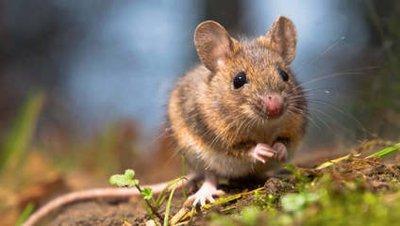 1960年属鼠人2025年运势及运程