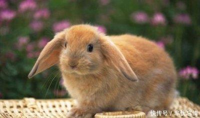 什么生肖多管闲事 最喜欢管事的生肖