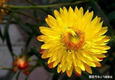 2025年有吉运加身的生肖 一整年都大吉大利
