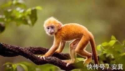 什么生肖好奇心强 好奇心很强的生肖是哪几个