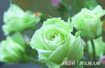 2025年有哪些生肖犯桃花 什么生肖桃花运最不好
