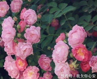 2025年有桃花运的属相 桃花朵朵开