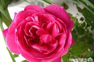 2025年有桃花运的属相 桃花朵朵开