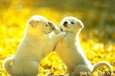 什么生肖异性缘特别好 从来就不缺异性朋友
