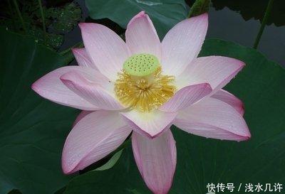 2025年有添丁的生肖 蛇年有添丁之喜的生肖