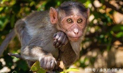 什么生肖才华惊人 天生就有才华的生肖