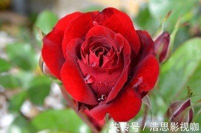 什么生肖是泼妇 一看就知道不能得罪