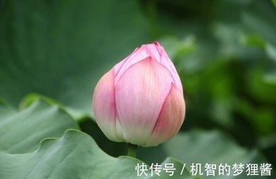 什么生肖最喜欢阳光 最阳光的是哪些生肖