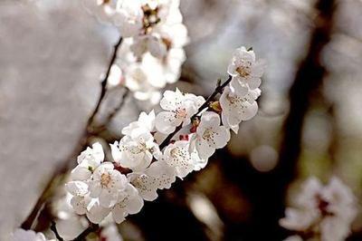 什么生肖最喜欢阳光 最阳光的是哪些生肖