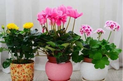 五种促进家里风水的花 家里养什么花风水好