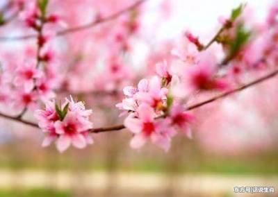 2025年桃花旺的生肖 旺桃花好不好
