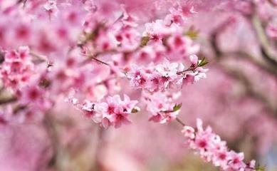 2025年桃花旺的生肖 旺桃花好不好