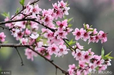 2025年桃花旺盛的生肖有哪些看命中桃花星