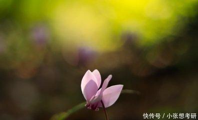 2025年桃花最红的生肖会不会有你