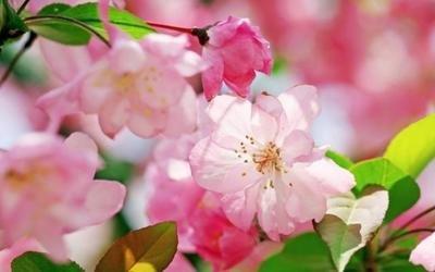 2025年桃花运势最好的属相有哪些