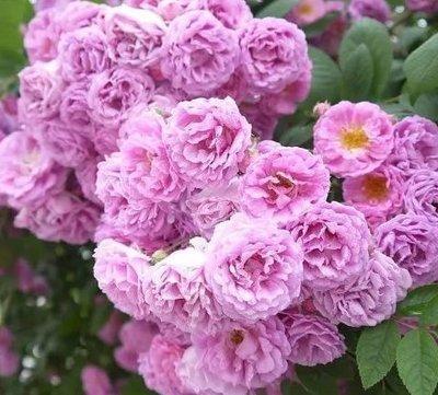 2025年桃花运势最好的属相有哪些