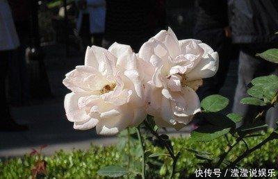 什么生肖最顾家男人 对家庭有责任感的好男人生肖