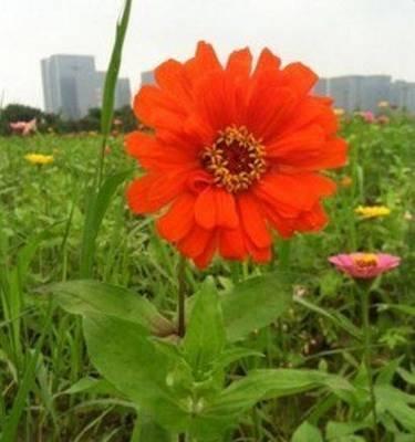 2025年桃花运最旺的生肖,蛇年哪些人桃花最旺