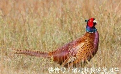 什么生肖的胆子最小 胆小是哪几个生肖