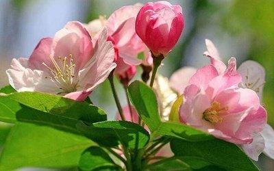 什么生肖花心到处留情 花心大萝卜是哪几个生肖