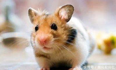 什么生肖观察力强 观察力最强是哪几个生肖 什么生肖观察力强 观察力最强是哪几个生肖