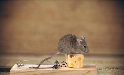 什么生肖观察力强 观察力最强是哪几个生肖 什么生肖观察力强 观察力最强是哪几个生肖