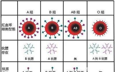 什么血型的人最多(怎样才能知道自己是什么血型)
