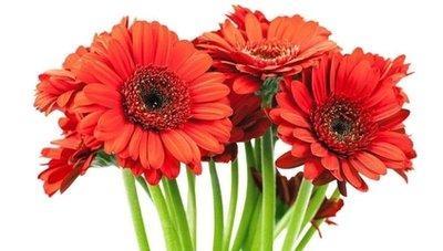 1988年4月23日下午13-15点出生性格、运势和命运