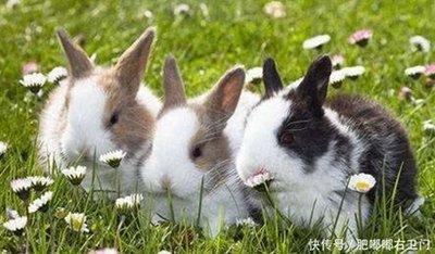 1986年4月13日晚上23-24点出生性格、运势和命运