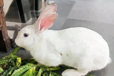 你知道属兔人的婚姻与命运吗  属兔人婚后会不会幸福