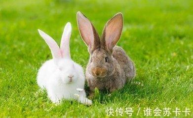 2025年9月里生肖兔几号财运最好 会有横财进账
