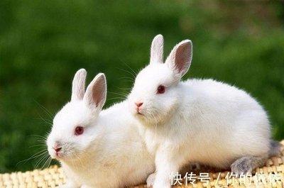 2025年生肖兔感情运程 感情生活是否顺心