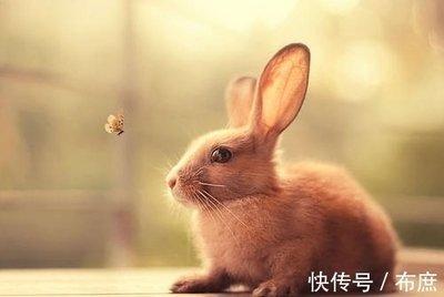2025年生肖兔财运好不好 如何求财更顺利