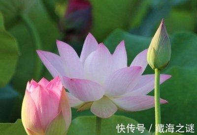 2025年七月桃花旺盛的生肖 感情方面会有好发展