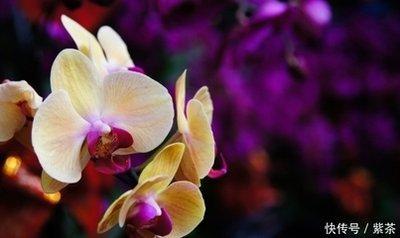 1986年6月11日晚上21-23点出生性格、运势和命运