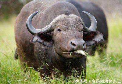 2025年生肖牛几月事业运最差 工作压力最大
