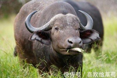2025年生肖牛几月事业运最差 工作压力最大