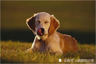 2025年生肖狗几月事业运最差 工作压力最大