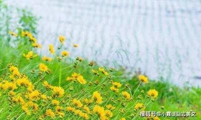 2025年生肖猪事业运下滑 工作压力从何而来