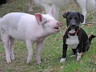 2025年生肖猪事业运下滑 工作压力从何而来 2025年生肖猪事业运下滑 工作压力从何而来