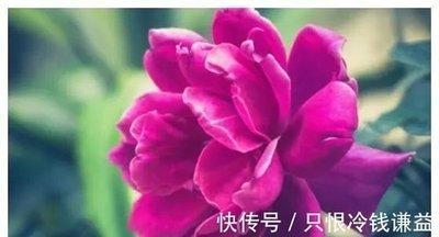 2025年上半年时运不佳 下半年时来运转的生肖