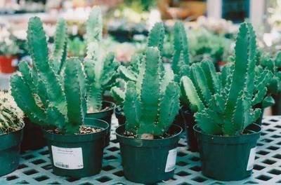 保加利亚嘉珊2025年4月摩羯座运势